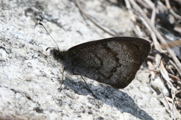 Pseudonympha hippia male UNS
